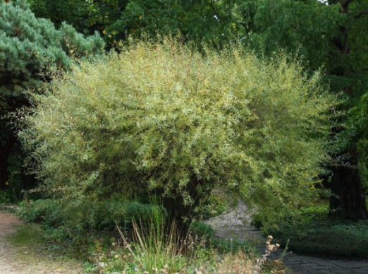 Salix purpurea 'Nana' - Kugelweide