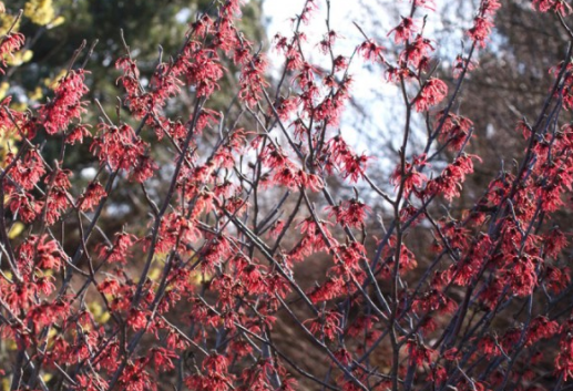 Hamamelis intermedia 'Ruby Glow' - Zaubernuss 'Ruby Glow'